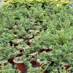 Nátržník krovitý (Potentilla fruticosa) ´GOLDSTAR´ - výška 20-30 cm, kont. C2L